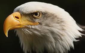 Feel free to download, share, comment and discuss every wallpaper you like. Eagle Wallpaper Hd Download