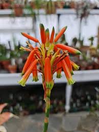 Image result for Aloe inyangensis