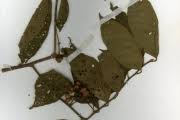Image result for Grewia pubescens