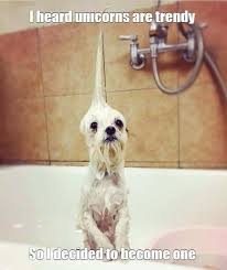 30 Funny Animal Pictures And Memes You Won T Stop Laughing At Funny Animal Photos Funny Dog Pictures Funny Animal Jokes