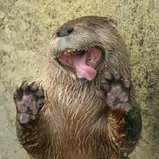 Binturongs can swim fairly well and have good vision day or night, and so can be active at any hour they choose. Tv Time The Lion Guard Tvshow Time