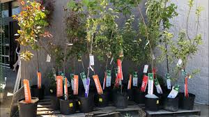 At the retail nursery or garden center there are two ways to purchase a fruit tree: The Best Time To Buy Fruit Trees Best Time To Buy Trees Youtube