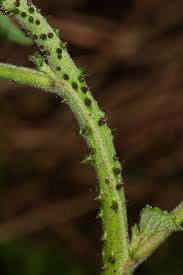 Image result for Hibiscus diversifolius