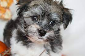 Havanese Puppies Havanese Breeders Havanese Puppies Breeders Havanese Puppies Havanese Havanese Dogs