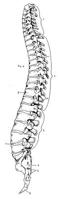 There is a printable worksheet available for download here so you can. Bones Quiz