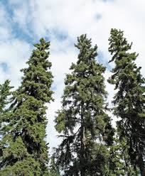 Picea Glauca Wikipedia