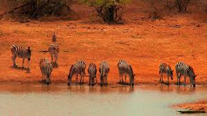 You Can Have A Drink With Animals You Thought Only Lived In Zoos Storybook Expediafindyours Southafric Kruger National Park Visit South Africa Africa Travel
