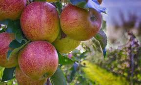 Arbres Fruitiers Proteger Son Verger Au Naturel Arbre Fruitier Arbre Fruitier Nain Jardin Fruitier