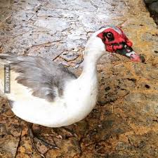This Duck Looks Like Darth Maul Darth Maul Muscovy Duck Dark Maul