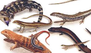 Lizard Species Chart A Selection Of Pins About Animals