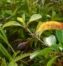 Image result for Volkameria