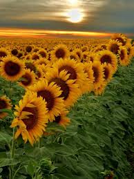 campo de girassol flores bonitas amor flores flor do campo campo de girassol flores bonitas
