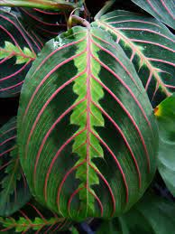 Pin On Indoor Garden Tips