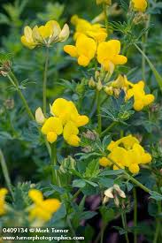 Image result for Lotus corniculatus