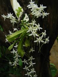 Image result for Mystacidium