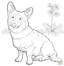 Pembroke Welsh Corgi Risunki Raskraski Uroki Risovaniya