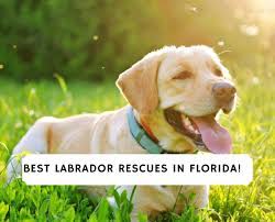 Check spelling or type a new query. 6 Best Labrador Rescues In Florida 2021 We Love Doodles