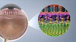 SENSES AND BEHAVIOUR: Photoreception in cone cells, Hearing ...