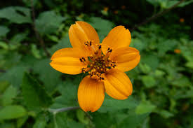 Image result for Sclerocarpus africanus