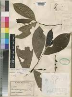 Image result for Thecacoris