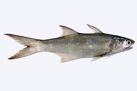 Ikan senangin sak bantal full strek #senangin #ikansakbantal #mancingmaniamantap #asikmaunjun. 15 Manfaat Dan Khasiat Ikan Senangin Untuk Kesehatan