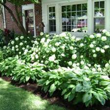 Check spelling or type a new query. Hostas Hydrangeas This Is Going In My Front Yard Love It Idyllic Gardens Front Yard Landscaping Design Farmhouse Landscaping Front Landscaping