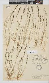 Image result for Eragrostis arenicola