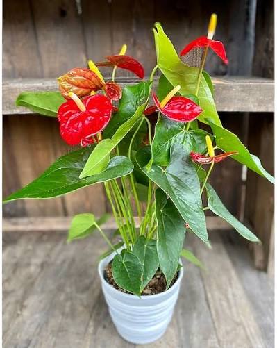 How to Take Care of an Anthurium Plant?