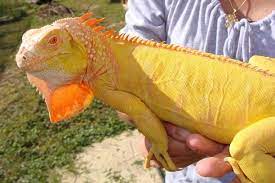 Sareptiles View Topic Albino Iguanas Iguana Pet Reptiles Pet Iguana