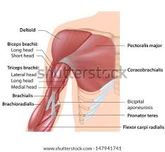 We'll break down the anatomy and function of the upper leg, knee, lower leg, ankle, and foot. Shutterstock Puzzlepix
