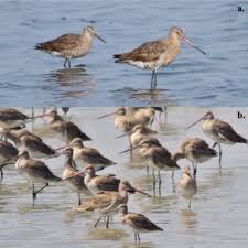 We did not find results for: Pdf Discovery Of A Morphologically And Genetically Distinct Population Of Black Tailed Godwits In The East Asian Australasian Flyway