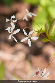 Image result for Iphigenia pauciflora