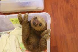 Sloths Pictures Are Super Cute Cute Baby Sloths Sloth Baby Sloth