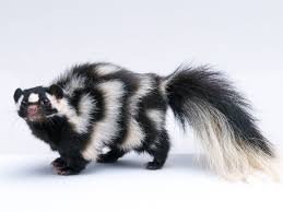 The most common and recognized skunk species in north america is the striped skunk, whose range extends from the southern half of canada to the northernmost parts of mexico, covering most of the continental united states. If You See A Skunk Dance Like This Get Away