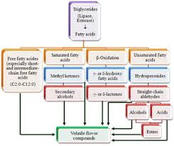 Cheese Flavor An Overview Sciencedirect Topics