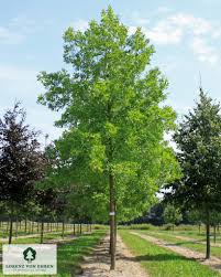 Image result for Fraxinus americana