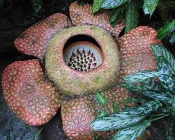 Rafflesia Arnoldii Produces The Largest Individual Flower In The World You Might Be Impressed By One Until You Corpse Flower Smelling Flowers Strange Flowers