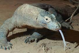 The dragon, with disciplined patience, claims its prize within the hour. Komodo Dragon Wikipedia