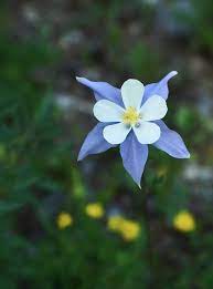 Columbine Colorado Blue Aquilegia Caerulea Seeds Trust It thrives in meadows, woods and flowers from the columbine often appear in images touting the state's summertime beauty. columbine colorado blue aquilegia caerulea seeds trust