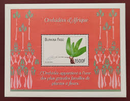 Image result for Bolusiella talbotii