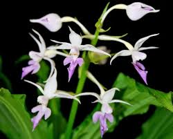 Image result for Calanthe