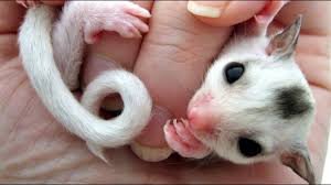 Apa Itu Sugar Glider