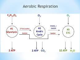 Energy Photosynthesis Cellular Respiration Ppt Video