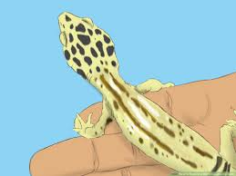 Now that your avian patient is safe, let's take a minute to understand how it ended up on the ground. How To Care For A Wounded Leopard Gecko 10 Steps With Pictures