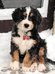 Black Bernese Mountain Dog Poodle Mix Bernedoodle Puppy A Mix Of Bernese Mountain Dog And Standard Poodle Dogs Animals Puppies Dogs Bernedoodle Cute Dogs Bernedoodle Puppy Modern Dog Magazine