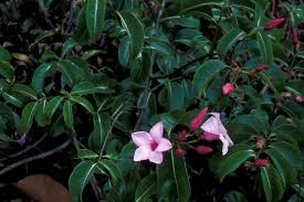 Check spelling or type a new query. Cryptostegia Grandiflora Wikipedia