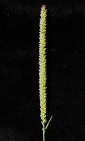 Image result for Tragus koelerioides