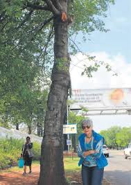 Tree felling is often the quickest and most efficient way of being able to remove and process a tree to our client's specified requirements. Ekurhuleni Staff Face Suspension Over Tree Cutting In Bedfordview Bedfordview Edenvale News