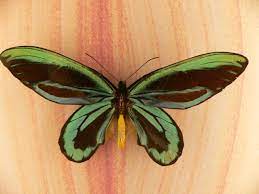 Los 10 Insectos Mas Grandes Del Planeta Muy Interesante Especies De Mariposas Alas De Pajaro Polilla