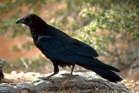 Menurut dedi, burung hantu memiliki insting memburu yang biasa. Mitos Dan Fakta Gagak Hitam Si Burung Cerdas Yang Dicantumkan Al Qur An
